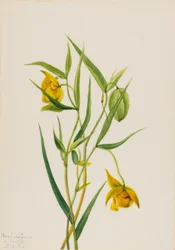 Lanterne féerique dorée Calochortus amabilis, 1936