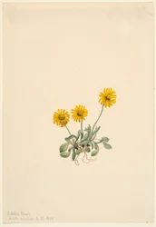 Fleabane doré (Erigeron aureus)
