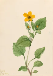 Chrysogonum virginianum étoile dorée