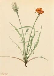 Agoseris à feuilles de graminée Agoseris graminifolia, 1905