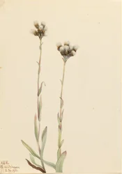Pattes-de-chat grises (Antennaria howellii)