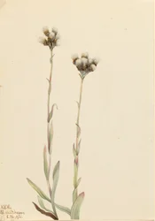 Antennaria howellii à pattes de chat grises, 1921.