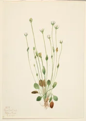 Séneçon gris (Senecio canus)