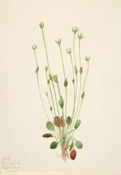Séneçon gris Senecio canus, 1920