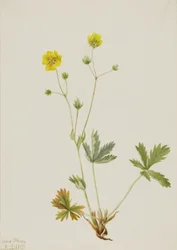 Potentille glaucophylla, 1905