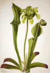 Sarracénie verte Sarracenia orephila, 1933