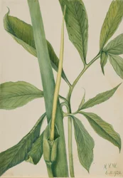 Arisème dragon (Arisaema dracontium)