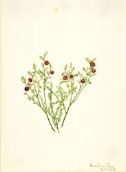 Vaccinium scoparium (Vaccinium scoparium)