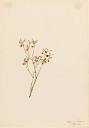 Myrtille à feuilles de gélinotte (Vaccinum scoparium)