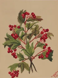 Viburnum americanum (Viburnum americanum)