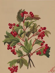 Viorne américaine Viburnum americanum, 1880