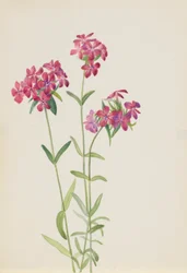 Phlox chevelu (Phlox amoena)