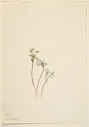Présage du printemps (Erigenia bulbosa)