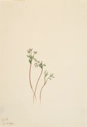 Précurseur du printemps