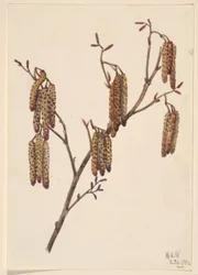 Aulne glutineux (Alnus regosa)