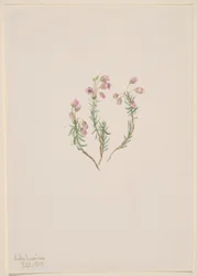 Bruyère (Phyllodoce intermedia)