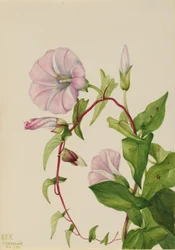 Liseron des haies (Calystegia (Convolvulus) sepium)