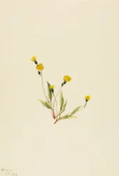 Heieracium gracile