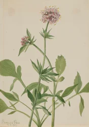 Valériane héliotrope (Valeriana sitchensis)