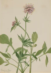 Valériane Héliotrope Valeriana sitchensis