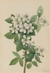 Mûre en corymbe (Rubus argutus)