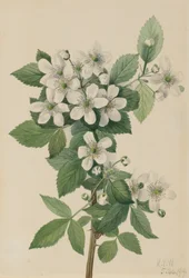 Ronce Rubus argutus, 1919