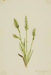 Ibidium strictum (Ibidium strictum)