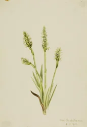 Ladies-Tresses à capuchon Ibidium strictum, 1918