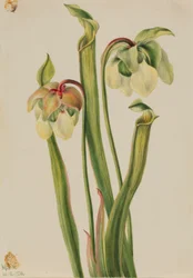 Sarracénie hybride (Sarracenia minor)