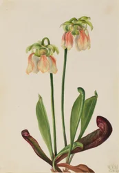 Sarracénie hybride (Sarracenia minor x psittacina)
