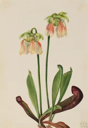 Plante hybride Sarracenia minor x psittacina, 1930