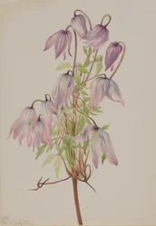 Clématite Jicarilla, 1933