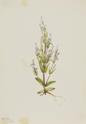 Gentiane à échelons (Gentiana acuta)
