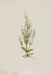Gentiane échelle Gentiana acuta