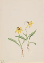 Arnica du lac Louise (Arnica louisiana)