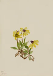 Arnica du lac Louise (Arnica louisiana)