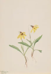 Lac Louise Arnica