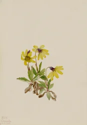 Lac Louise Arnica Arnica louisiana, 1922