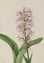 Habenaria grandiflora (Habenaria grandiflora)