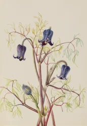Fleur de cuir (Clematis hirsutissima)