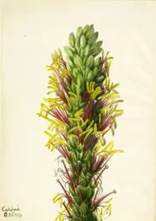 Agave lechuguilla