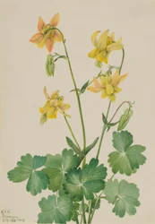 Ancolie citronnée (Aquilegia flavescens)