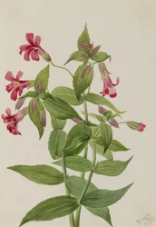 Fleur de singe de Lewis (Mimulus lewisii)
