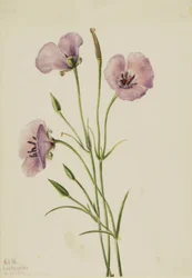 Mariposa lilas Calochortus splendens, 1926