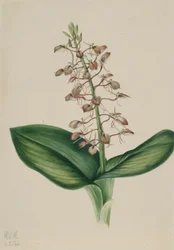 Liparis liliaire (Liparis liliifolia)