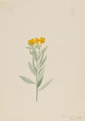 Lithospermum canescens