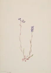 Lobelia Kalmii, 1904
