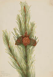 Pin Lodgepole Pinus Contorta murrayana