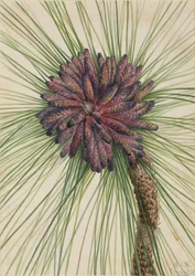 Pin des marais Pinus palustris, 1929