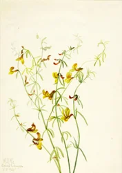 Lotus puberulus, 1935